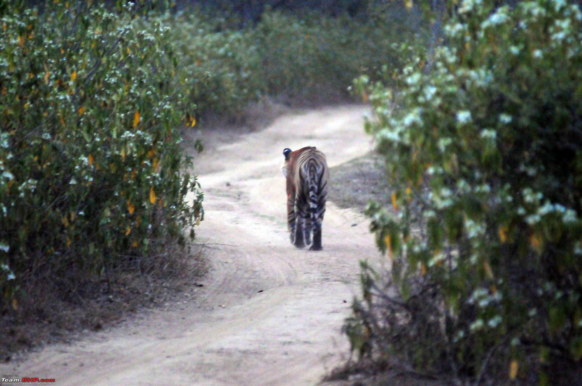 Sariska reserve